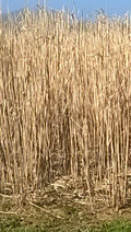 Miscanthus sur pied